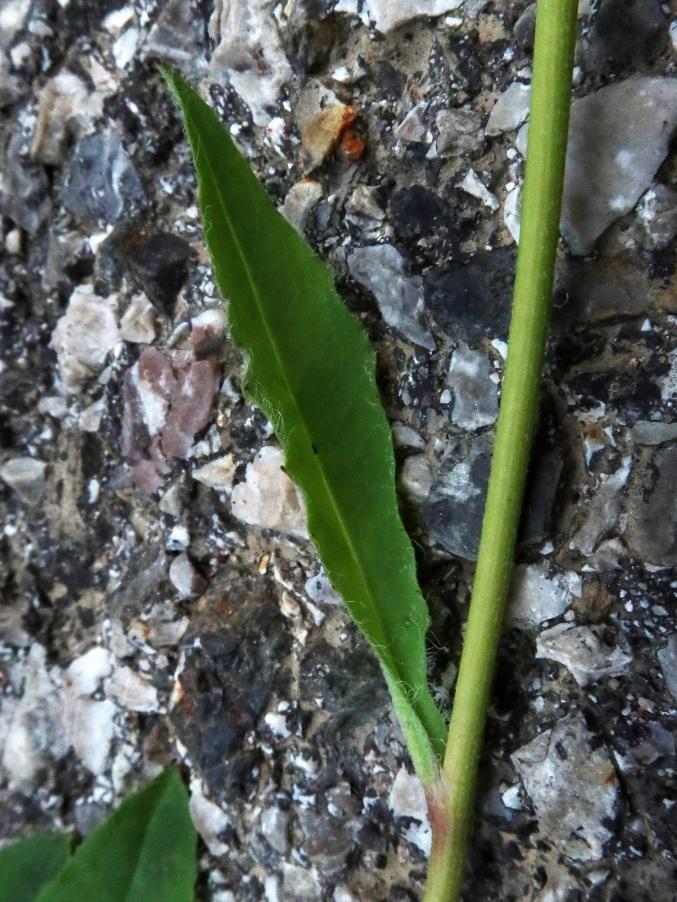 <i>Hieracium apricorum</i> Wiesb. ex Dichtl subsp. <i>sublaevigatum</i> (Beck) Gottschl.