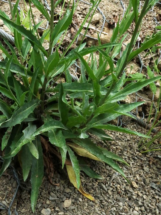 <i>Hieracium dragicola</i> (Nägeli & Peter) Zahn