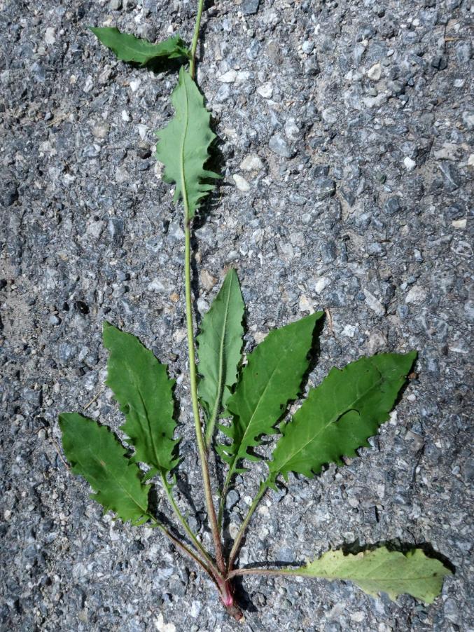 <i>Hieracium froelichianum</i> H.Buek subsp. <i>crepidens</i> (Zahn) Gottschl. & Greuter