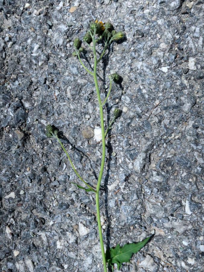 <i>Hieracium froelichianum</i> H.Buek subsp. <i>crepidens</i> (Zahn) Gottschl. & Greuter