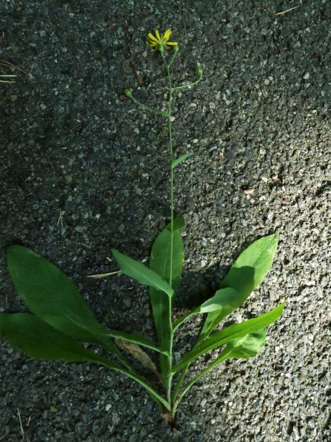 <i>Hieracium ramosissimum</i> Schleich. ex Hegetschw. subsp. <i>adenoclinum</i> (Arv.-Touv.) Zahn
