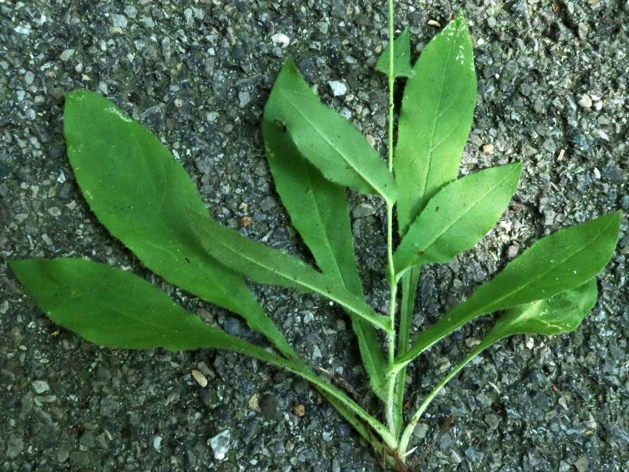 <i>Hieracium ramosissimum</i> Schleich. ex Hegetschw. subsp. <i>adenoclinum</i> (Arv.-Touv.) Zahn