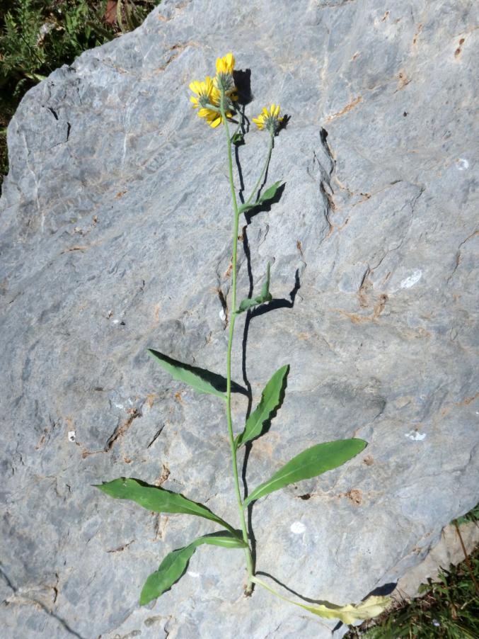 <i>Hieracium pilosum</i> Schleich. ex Froel. subsp. <i>pilosum</i>