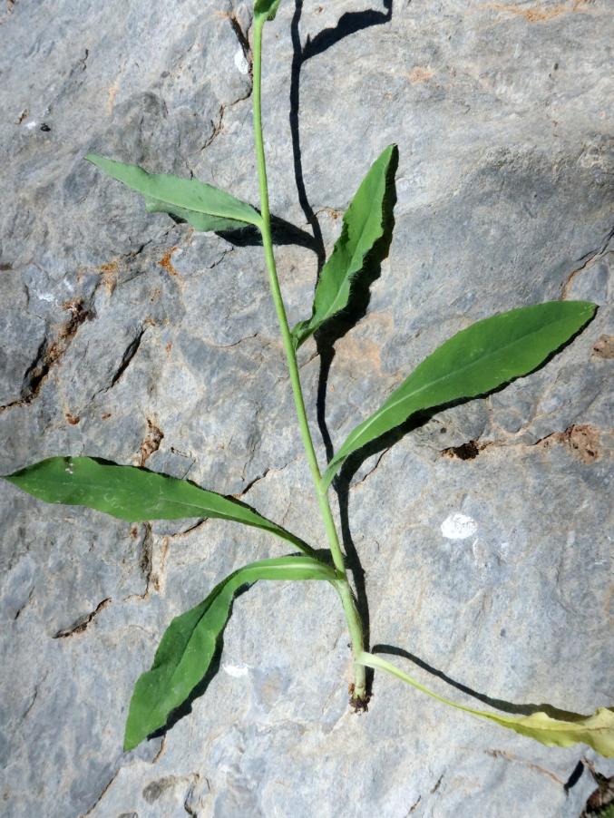 <i>Hieracium pilosum</i> Schleich. ex Froel. subsp. <i>pilosum</i>