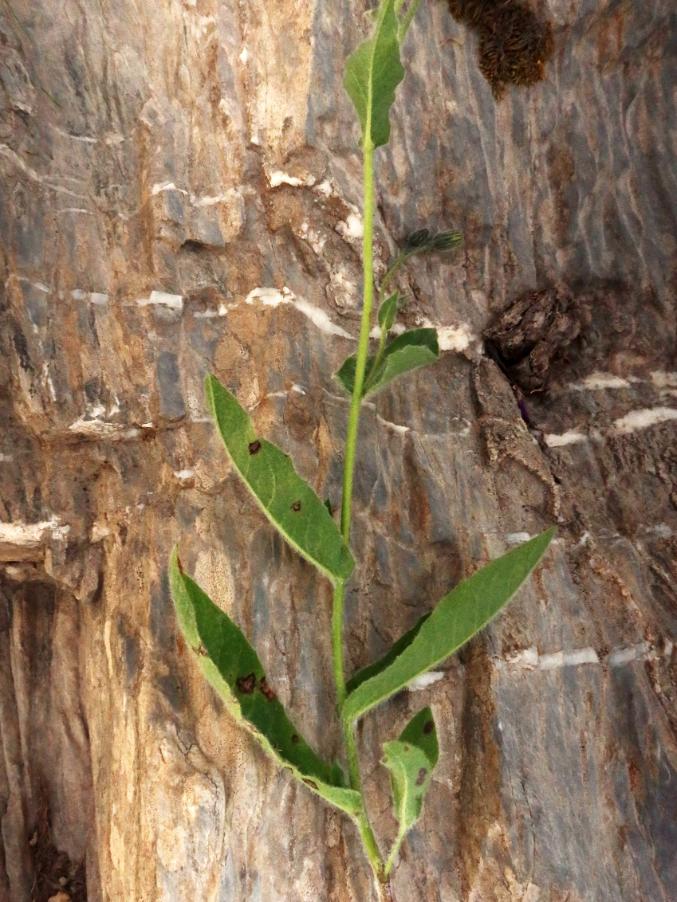 <i>Hieracium verbascifolium</i> Vill. subsp. <i>verbascifolium</i>