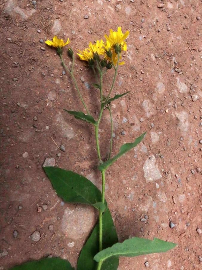 <i>Hieracium cydoniifolium</i> Vill. subsp. <i>trichojuranum</i> (Zahn) Zahn
