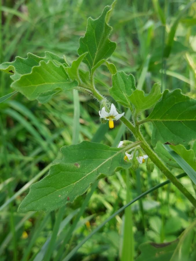 <i>Solanum nitidibaccatum</i> Bitter