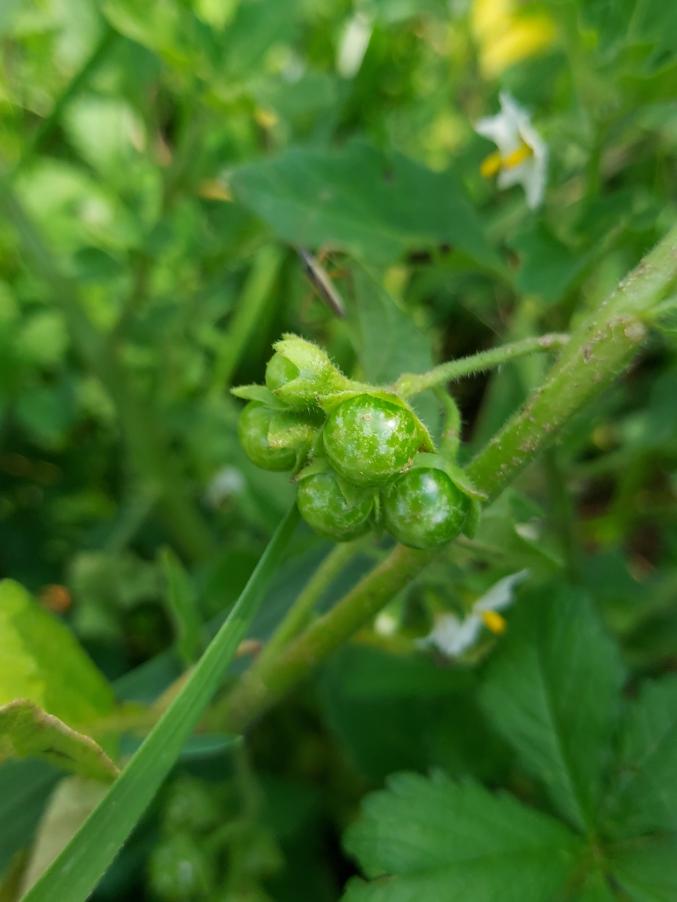 <i>Solanum nitidibaccatum</i> Bitter