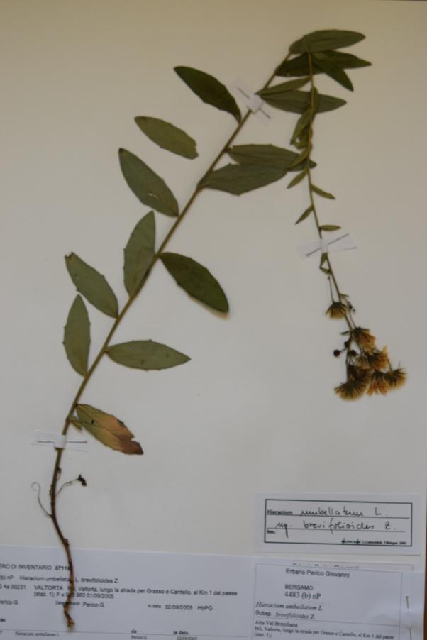 <i>Hieracium umbellatum</i> L. subsp. <i>brevifolioides</i> Zahn