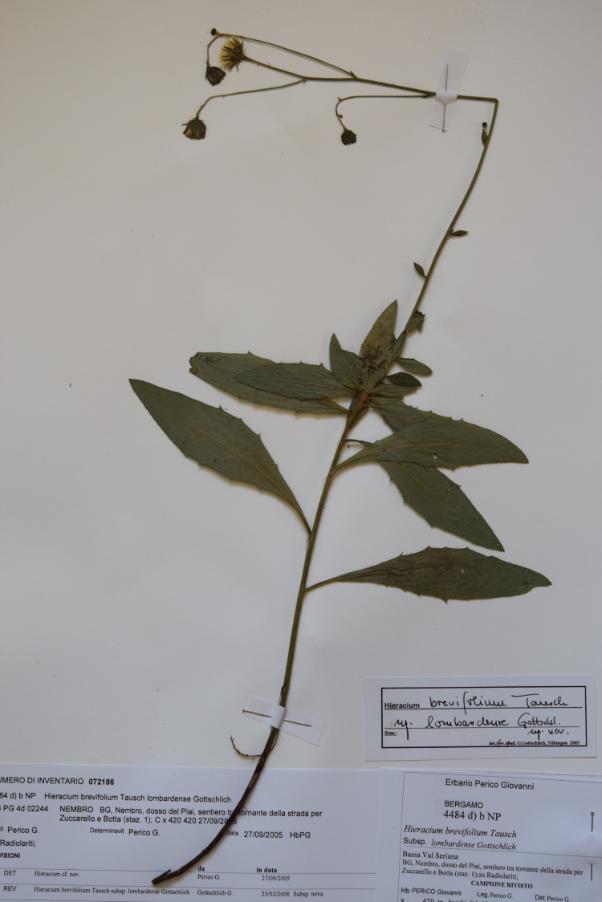 <i>Hieracium brevifolium</i> Tausch subsp. <i>lombardense</i> Gottschl.