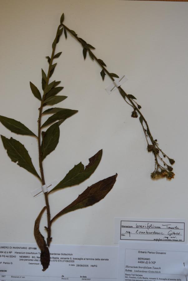 <i>Hieracium brevifolium</i> Tausch subsp. <i>lombardense</i> Gottschl.
