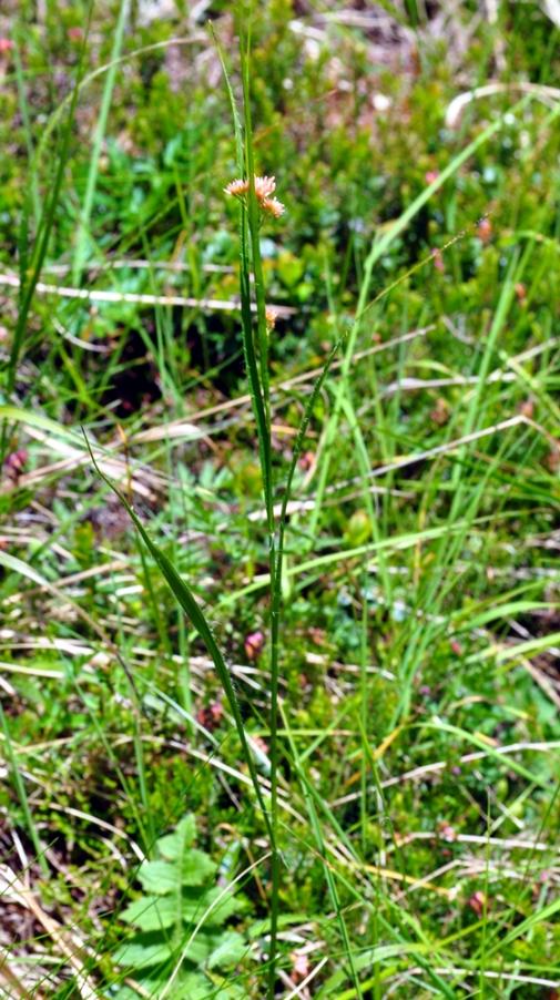 <i>Luzula luzuloides</i> (Lam.) Dandy & Wilmott subsp. <i>rubella</i> (Hoppe ex Mert. & W.D.J.Koch) Holub