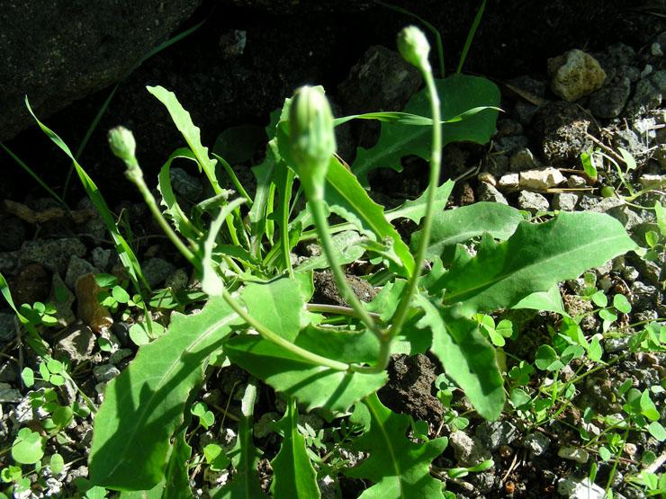Reichardia picroides  (10).jpg