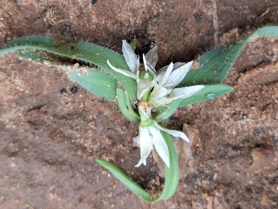 Allium chamaemoly L. - Aglio minuscolo (16).jpg