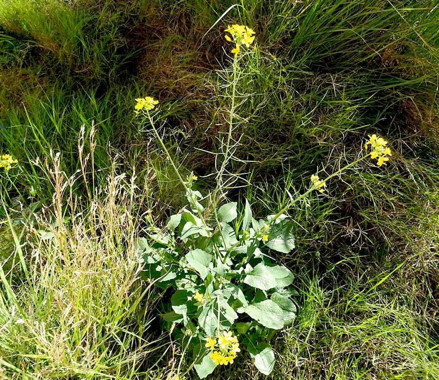 <i>Brassica rapa</i> L. subsp. <i>campestris</i> (L.) A.R.Clapham