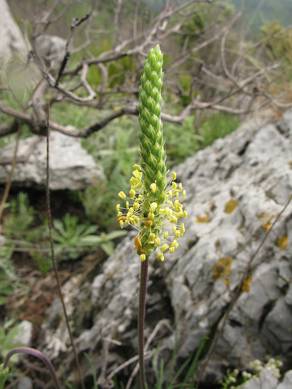 <i>Plantago maritima</i> L. subsp. <i>serpentina</i> (All.) Arcang.
