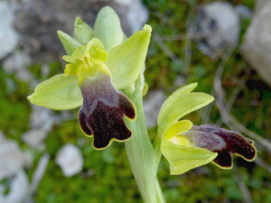Ophrys-caesiella-P.-Delforge.jpg