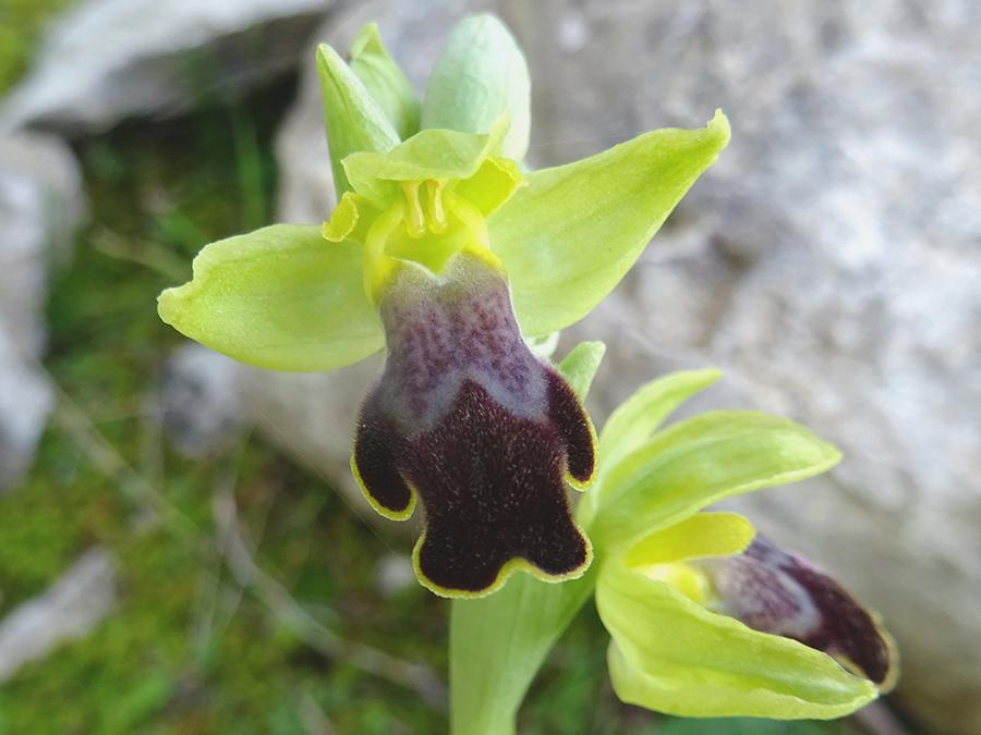 Ophrys-caesiella-P.-Delforge.jpg