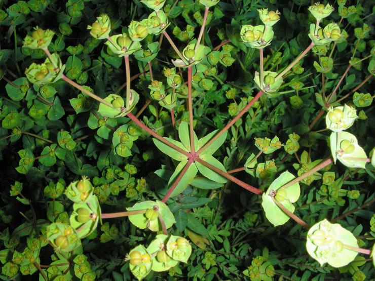 Euphorbia falcata (1).JPG