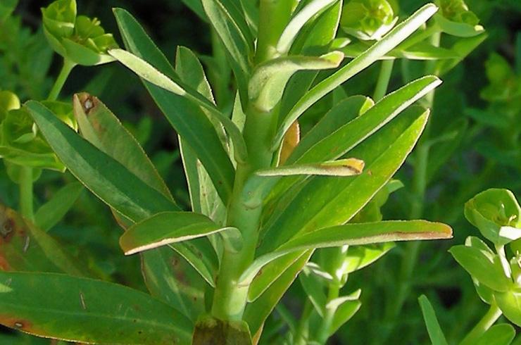 Euphorbia falcata (3).jpg