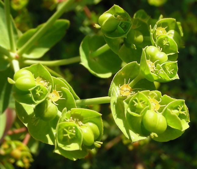 Euphorbia falcata (4).jpg