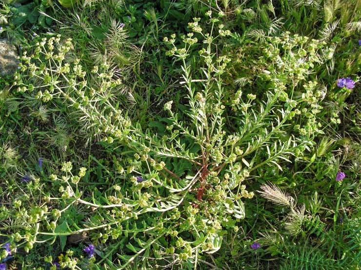 Euphorbia falcata (6).JPG
