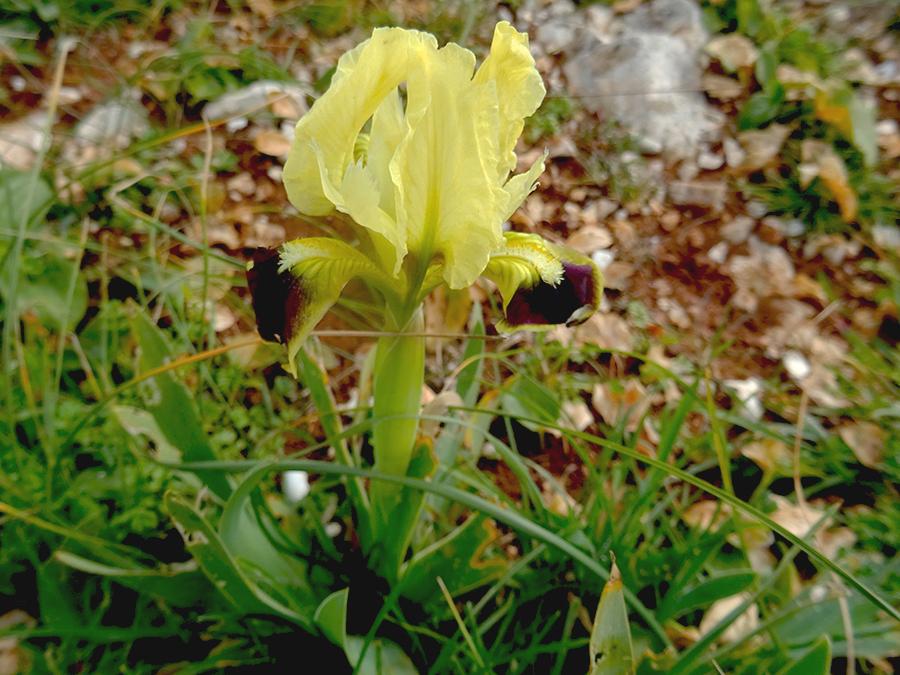 Iris-pseudopumila-Tineo.jpg