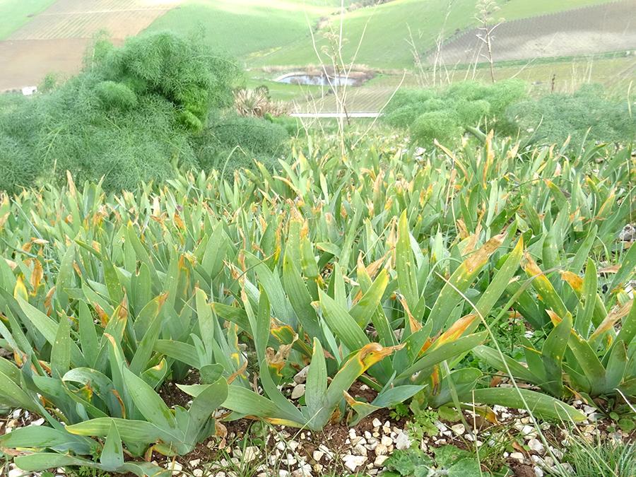 Iris-pseudopumila-Tineo.jpg
