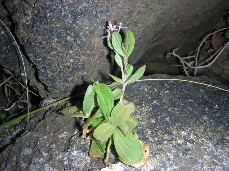 Centaurium erythraea (8).JPG