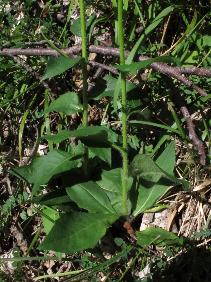 <i>Hieracium racemosum</i> Waldst. & Kit. ex Willd. subsp. <i>subhirsutum</i> (Jord. ex Boreau) Zahn