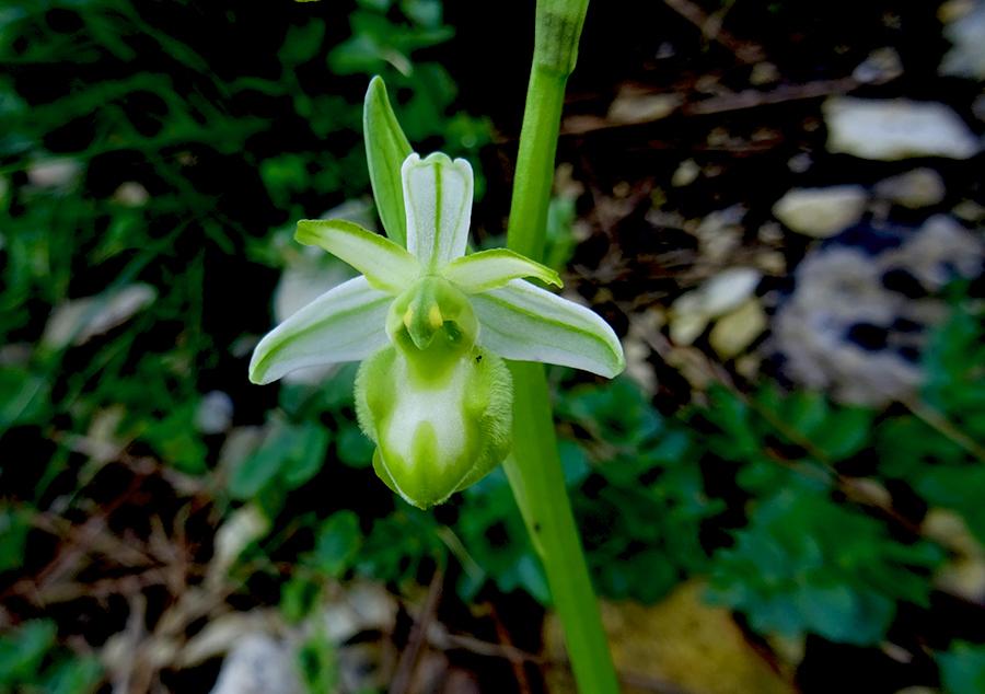 Ophrys-panormitana-(Tod.)-Soó-----(Forma-Apocromatica).jpg