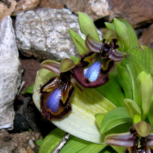 <i>Ophrys speculum</i> Link