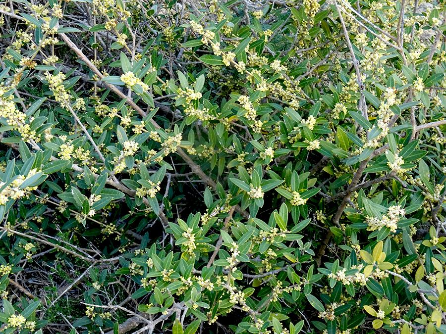 Phillyrea-angustifolia-L..jpg