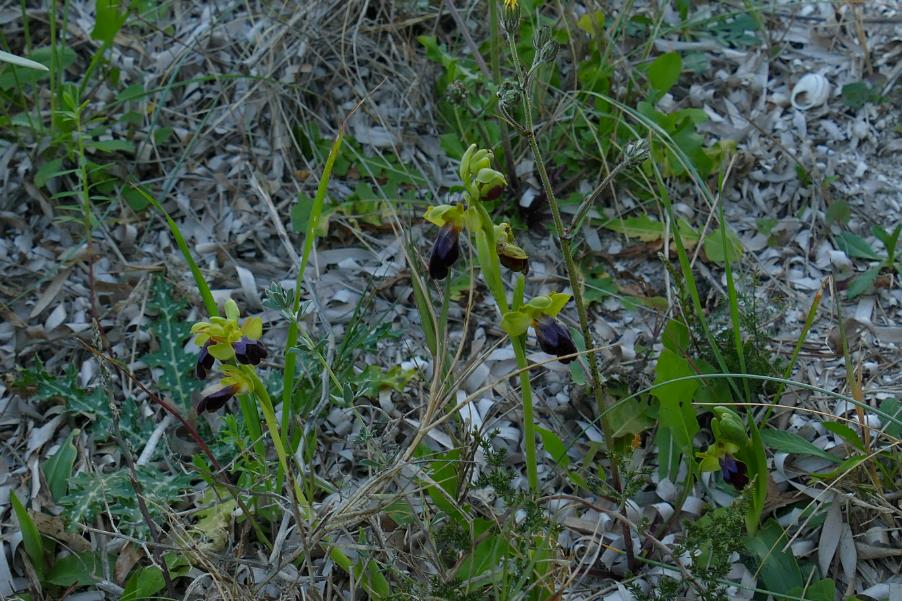 Ophrys iricolor subsp.eleonorae (13).JPG