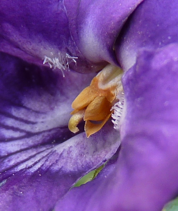 <i>Viola odorata</i> L.