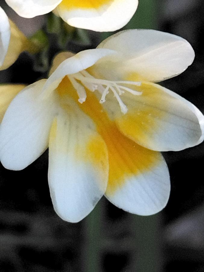 <i>Freesia leichtlinii</i> Klatt subsp. <i>alba</i> (G.L.Mey.) J.C.Manning & Goldblatt