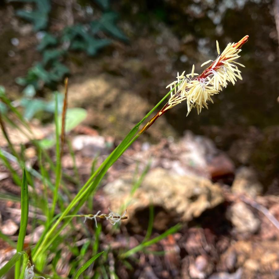 <i>Carex brachystachys</i> Schrank