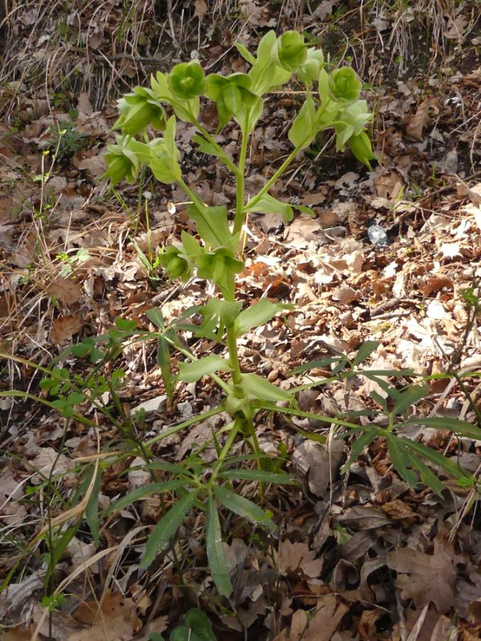 Helleborus foetidus L. subsp. foetidus 2024-03-24 Treia San Lorenzo (1).JPG