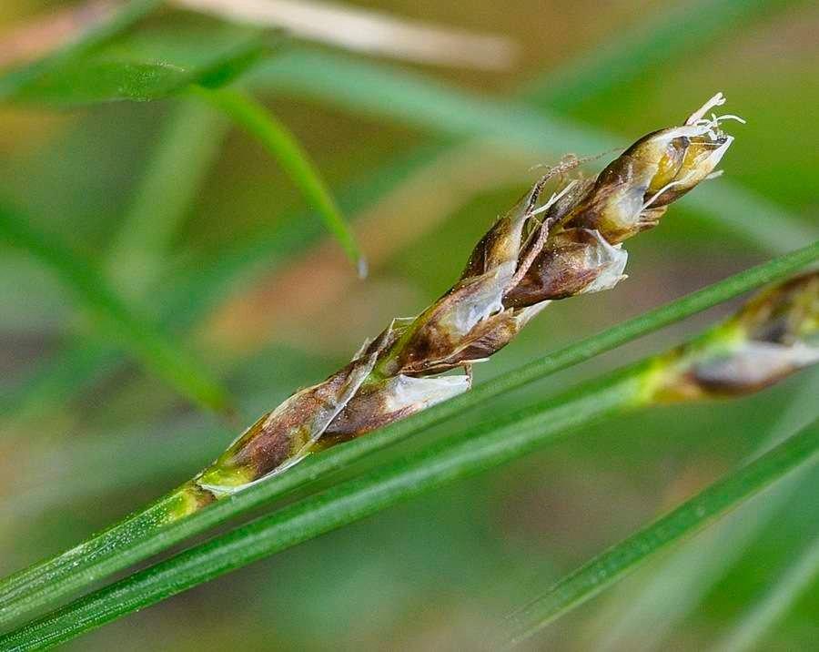 3-Carex myosuroides-Alessandro Federici.jpg