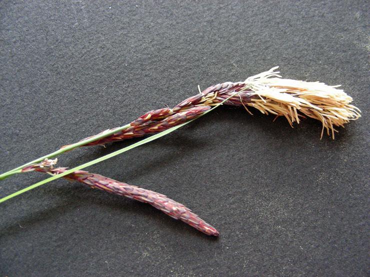Carex sp. (3).JPG
