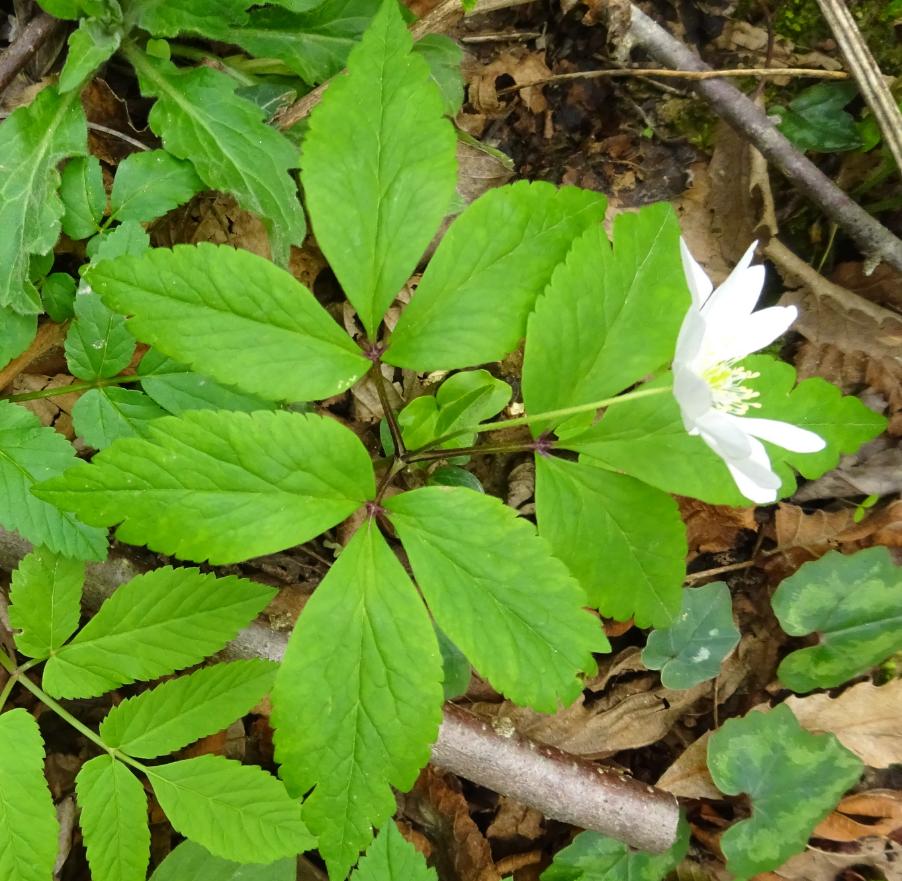 <i>Anemonoides trifolia</i> (L.) Holub subsp. <i>trifolia</i>