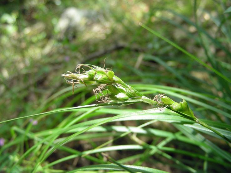 Carex illegitima (1).JPG