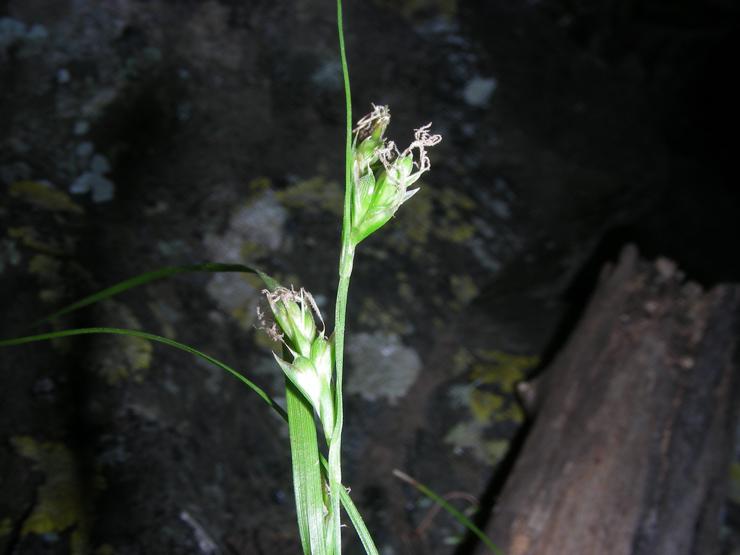Carex illegitima (2).JPG