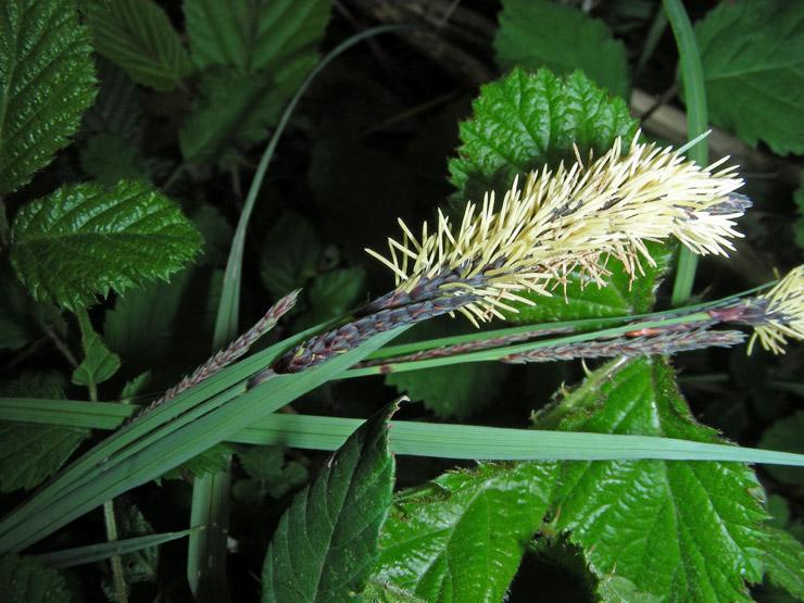 Carex sp. (1).JPG