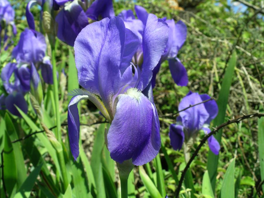 Iris pallida Lam 1.jpg