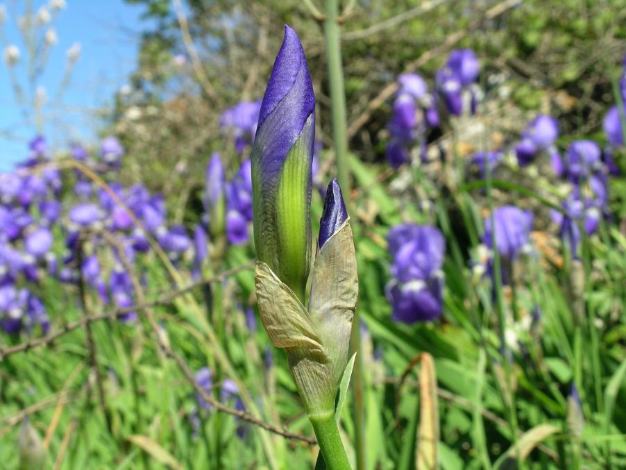 Iris pallida Lam 2.jpg