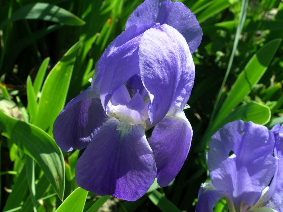 Iris pallida Lam 4.jpg