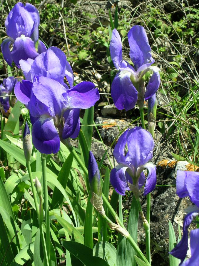 Iris pallida Lam 5.jpg