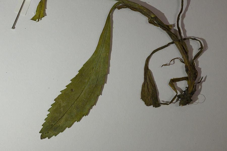 <i>Leucanthemum glaucophyllum</i> (Briq. & Cavill.) Jahand.