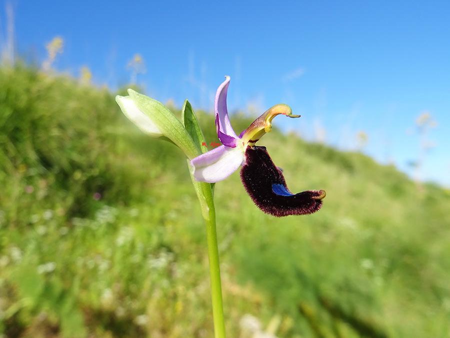 Ophrys-bertolonii-Moretti.jpg